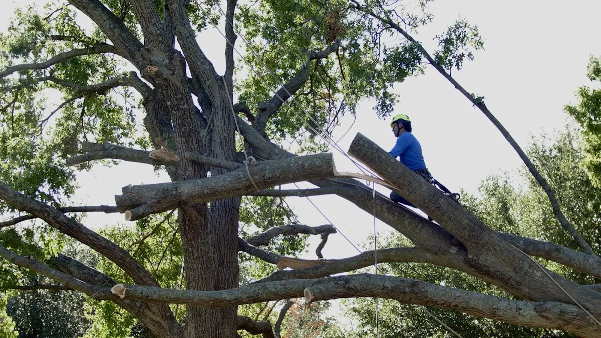 Professional Crown Thinning performed by certified arborists in Edison