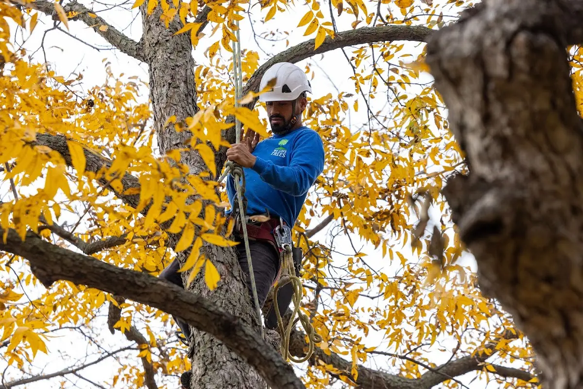 Skilled Tree Transplanting crew working in Edison